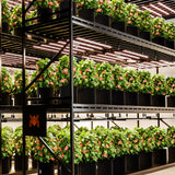 Spider Farmer® G8600 800W – Cost-effective, dimmable full-spectrum LED