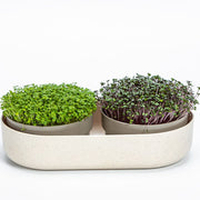 Plastia Großes Farm Microgreens+Regrow - elfenbeinfarben - Growshop360