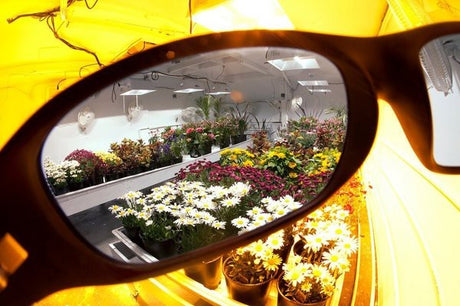 LUMii Grow Room Linsen - Growshop360