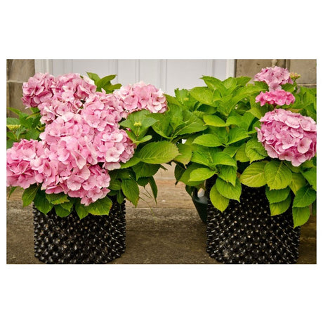 Air-Pot Blumentopf Kunststoff 5 l, 1 Stück - Growshop360