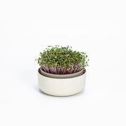 Plastia Microgreens Schale - elfenbeinfarben - Growshop360