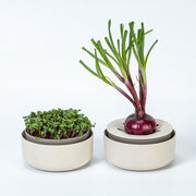 Plastia Regrow Schale - elfenbeinfarben - Growshop360