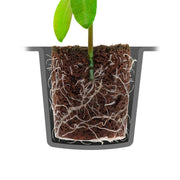 Root!t Trocken Peat Free 60 Zellen Anzuchtset unbeheiztes Gewächshaus, 58x40.5x22.5 cm - Growshop360